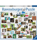 Funny Animals Collage 1500 Piece Puzzle