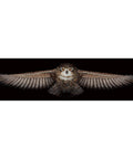 Owl SANS-44 - Cross Stitch Kit by Andriana