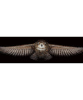 Owl SANS-44