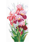 Triumph Of Irises SANT-14