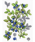 Blueberry Cross Stitch Kit, MP Studia