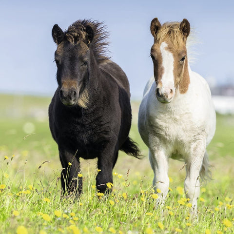 Love Horses - Puzzle 3X49