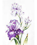 Irises SB2251 - Cross Stitch Kit by Luca-s