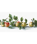 RARE find: Apples SB2265 - Cross Stitch Kit by Luca-s
