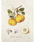 The Pear Shaped Quince SBA22430 - Cross Stitch Kit