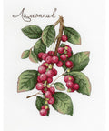 Schisandra SNV-625 cross stitch kit by MP Studio