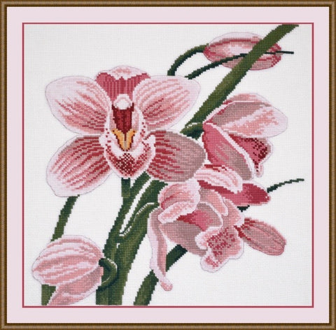 Orchid S762