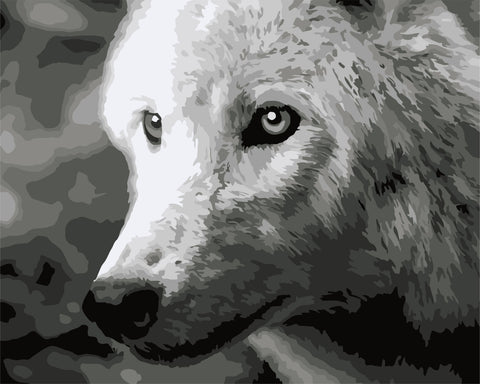 Paint by number kit: F011 White wolf 40*50