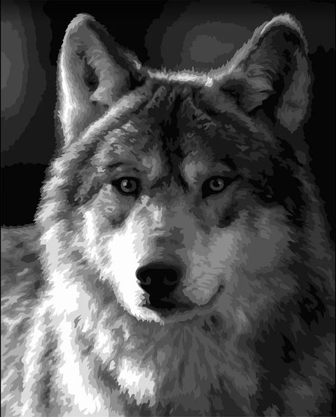 Paint by number kit: Silver wolf 40x50 cm F015