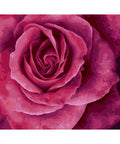 Paint by number kit: B114 Lovely rose