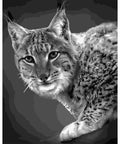 Paint by number kit: F008 Lynx