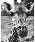Paint by number kit: F010 Curious giraffe