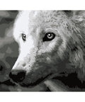 Paint by number kit: F011 White wolf