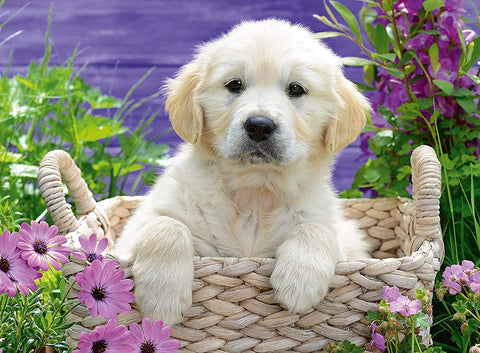 Puzzle 500 Sweet Golden Retriever