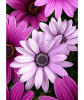 Diamond painting kit WD2306 27x38 cm - Hobby.lt