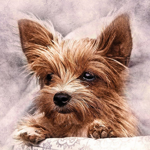 Diamond painting kit WD2307 38x38 cm - Hobby.lt