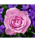 Diamond painting kit WD2308 48x38 cm - Hobby.lt