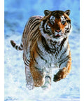 Ravensburger Puzzle 500 Tiger in Winter