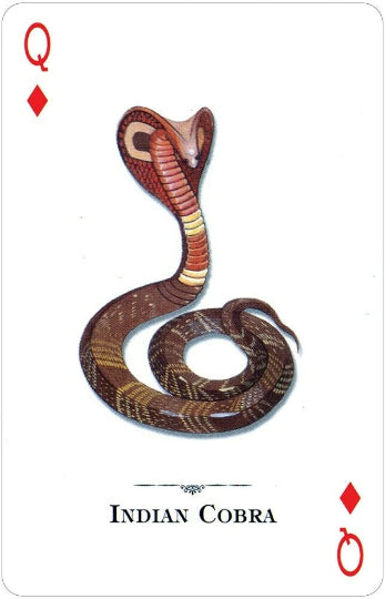 Reptiles And Amphibians of the Natural World playing cards