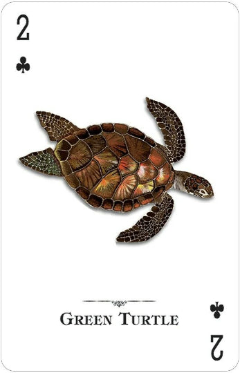 Reptiles And Amphibians of the Natural World playing cards