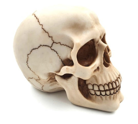 Skull 15 cm High | MC-30685