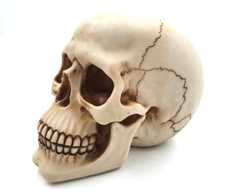 Skull 15 cm High | MC-30685