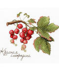 Cross Stitch Kit Gifts of Nature. Red Currant SNV-695