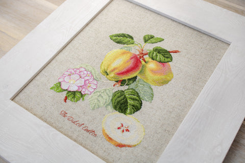 The Dutch Codlin SBL22440 - Cross Stitch Kit