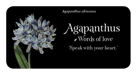 The Language of Flowers Inspiration cards Rockpool