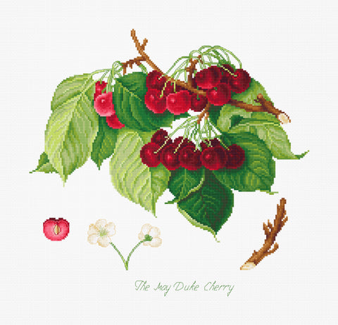 The May Duke Cherry SBA22460 - Cross Stitch Kit