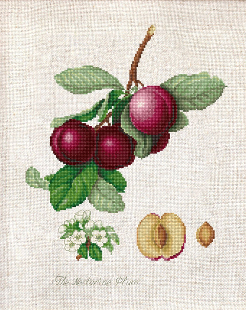 The Nectarine Plum SBL22480 - Cross Stitch Kit