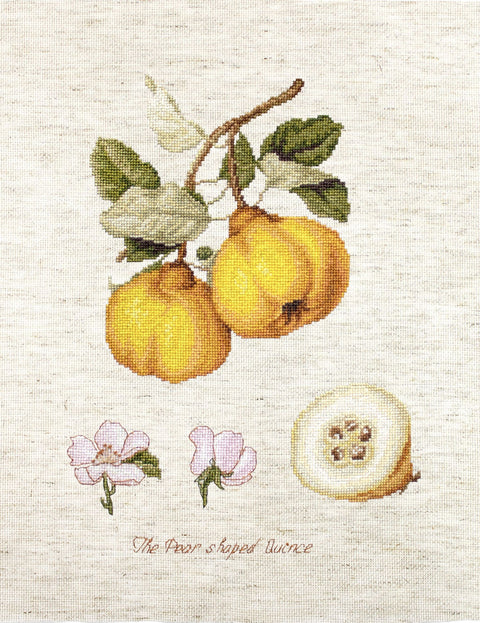 The Pear Shaped Quince SBA22430 - Cross Stitch Kit