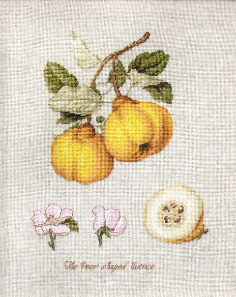 The Pear Shaped Quince SBL22430 - Cross Stitch Kit