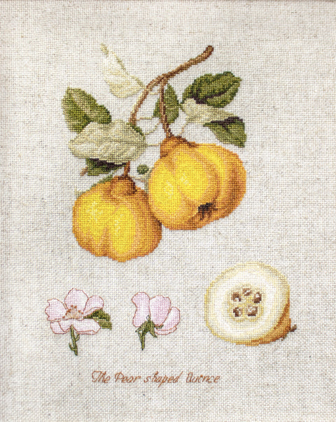 The Pear Shaped Quince SBL22430 - Cross Stitch Kit