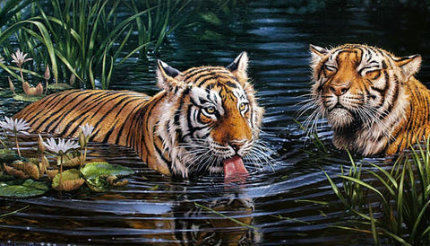 Tigers Diamond Painting Set CS2569