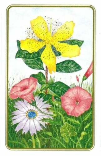 Wildflowers Of The Natural World Playing Cards US Games Systems